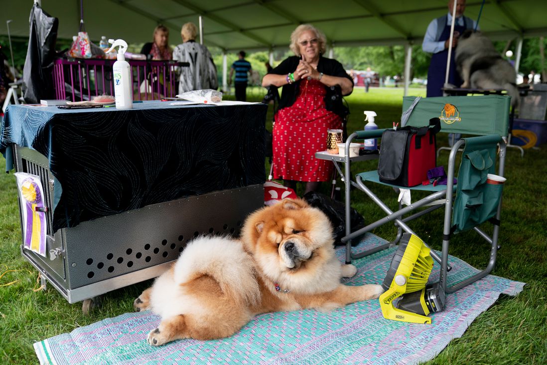 The chow chow lounges on a mat in the grass.